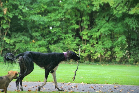 Hundewiese Eickhorst